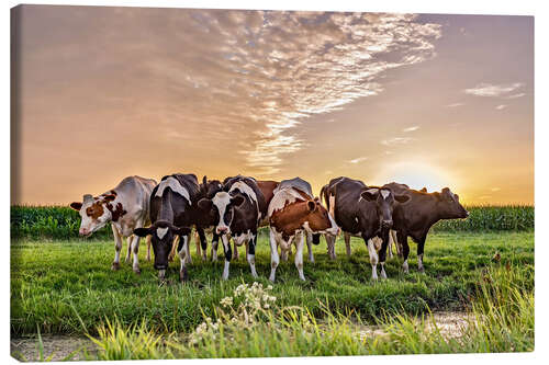 Canvas print beautiful sunset cows gathering