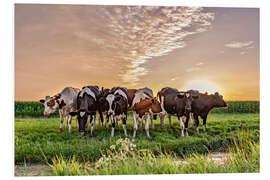 Foam board print beautiful sunset cows gathering