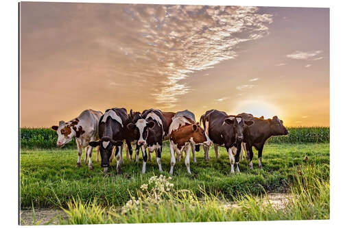 Gallery print beautiful sunset cows gathering