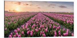 Cuadro de aluminio tulips fields holland