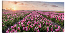 Lienzo  tulips fields holland - Remco Gielen