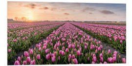 Foam board print tulips fields holland