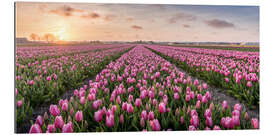 Quadro em plexi-alumínio tulips fields holland