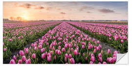 Muursticker tulips fields holland