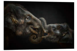 Tableau en aluminium Tenderness Asian Elephants