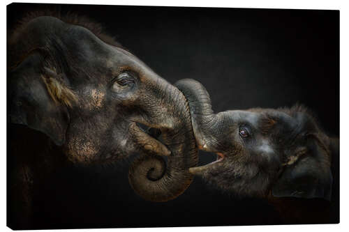 Canvas print Tenderness Asian Elephants