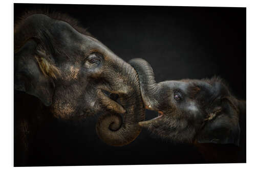 Foam board print Tenderness Asian Elephants