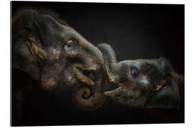 Quadro em plexi-alumínio Tenderness Asian Elephants