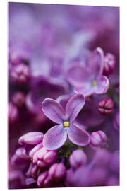 Acrylic print Violet lilac