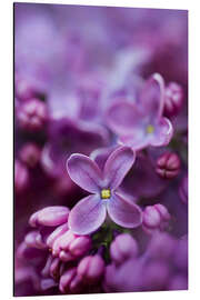 Aluminium print Violet lilac