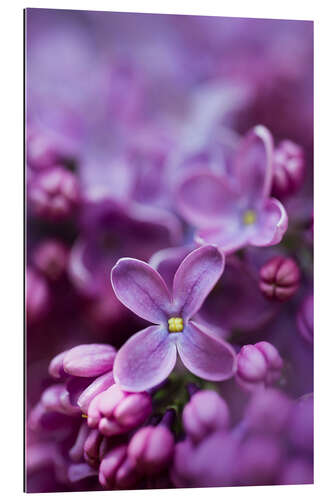 Tableau en plexi-alu Violet lilac