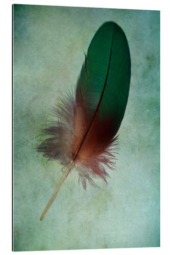 Stampa su plexi-alluminio Green feather