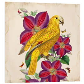 Foam board print Oh My Parrot V