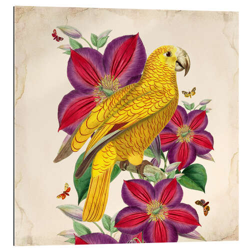 Gallery print Oh My Parrot V