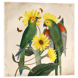 Obraz na szkle akrylowym  Oh my parrot II - Mandy Reinmuth