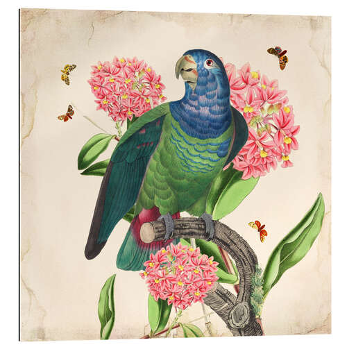 Gallery print OhMyParrot IV