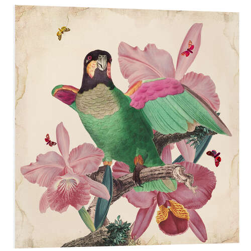 Foam board print Oh my parrot VIII