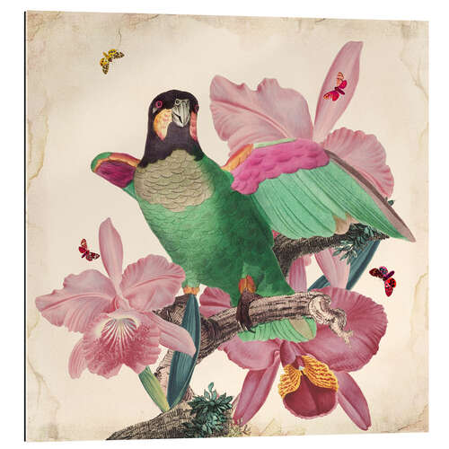 Gallery print Oh my parrot VIII