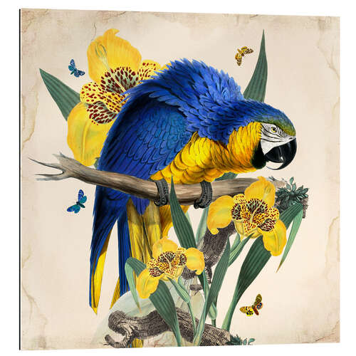 Gallery print Oh My Parrot IX