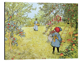 Tableau en aluminium La récolte des pommes - Carl Larsson