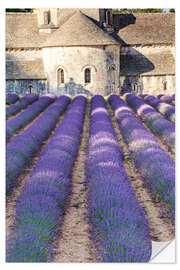 Selvklebende plakat Lavender field and famous Senanque abbey in Provence, France