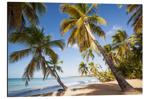 Tableau en aluminium Palmiers et plage de sable en Martinique