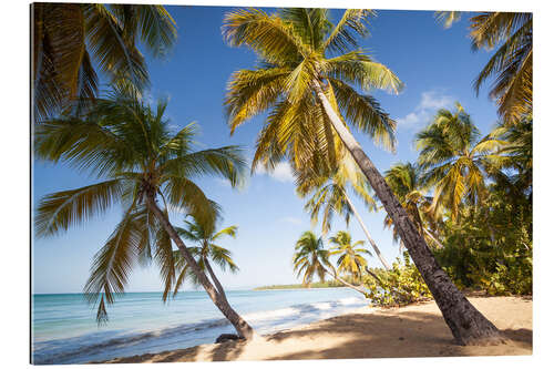 Cuadro de plexi-alu Palm trees and sandy beach in the caribbean, Martinique, France