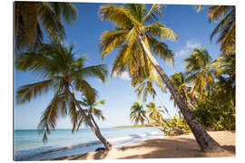 Tableau en plexi-alu Palmiers et plage de sable en Martinique