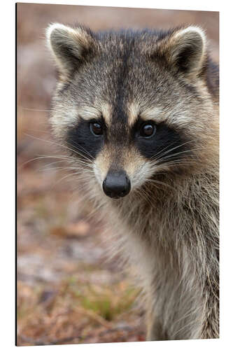 Aluminiumtavla Portrait of a raccoon