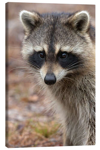 Canvas print Portrait of a raccoon