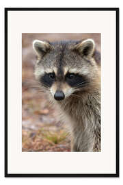 Gerahmter Kunstdruck Porträt eines Waschbärs