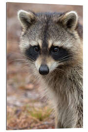 Gallery print Portrait of a raccoon