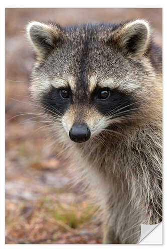 Selvklebende plakat Portrait of a raccoon