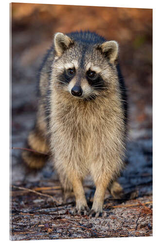 Acrylic print Trustsful Raccoon