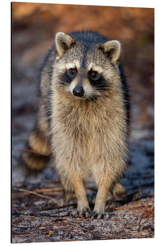 Aluminiumtavla Confident Raccoon