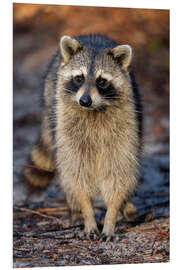 Foam board print Trustsful Raccoon