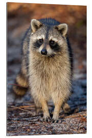 Gallery print Trustsful Raccoon