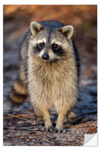 Naklejka na ścianę Trustsful Raccoon