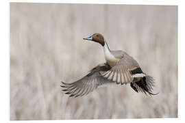 Foam board print Drakes on departure