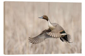 Wood print Drakes on departure