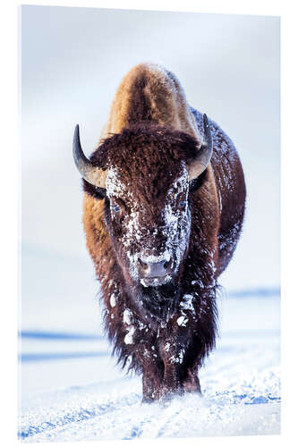 Acrylic print Wandering bison in the Hayden valley