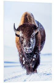 Foam board print Wandering bison in the Hayden valley