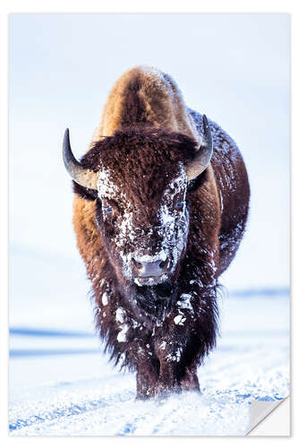 Wandsticker Wanderndes Bison im Hayden Tal