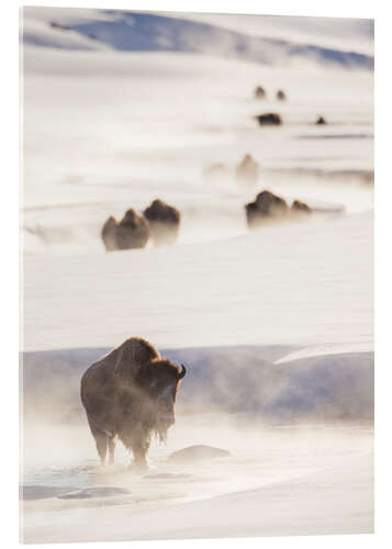 Acrylic print Bison herd in the snow