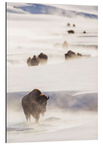 Aluminium print Bison herd in the snow