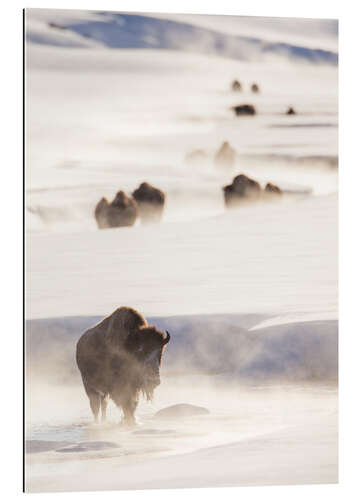 Gallery Print Bisonherde im Schnee