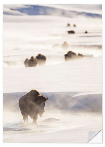 Selvklebende plakat Bison herd in the snow