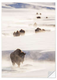 Wall sticker Bison herd in the snow