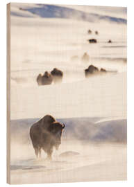 Puutaulu Bison herd in the snow