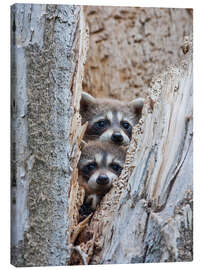 Canvas print Young raccoons in hiding